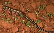 Little Brown Skink Scincella lateralis.jpg