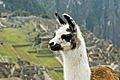 Llama on Machu Picchu