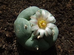 Lophophora williamsii