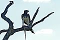 Martial Eagle (Polemaetus bellicosus) with its prey - a White-throated Monitor Lizard (16844993595)