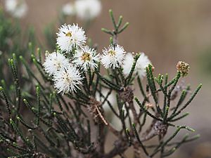 Melaleuca thyoides (leaves, flowers).JPG