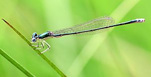 Nehallenia irene female