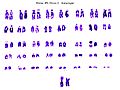 Northern White Rhino Chromosomes