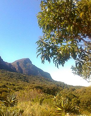 Nuxia floribunda - Kirstenbosch