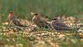 Oriental Pratincoles Prasanna Mamidala