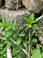 Orthetrum sabina female at vechoochira kerala