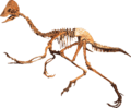 Oviraptorid Clean