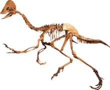 Oviraptorid Clean