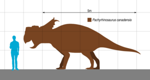 Pachyrhinosaurus Scale 2