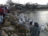 Pelican feeding in kinsgote