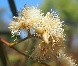 Peppermint flowers and buds