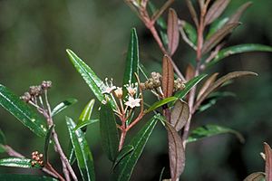 Phebalium longifolium.jpg