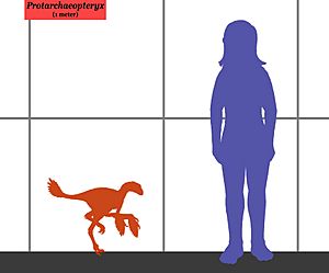 Protarchaeopteryx size 01