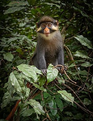 Red-eared guenon