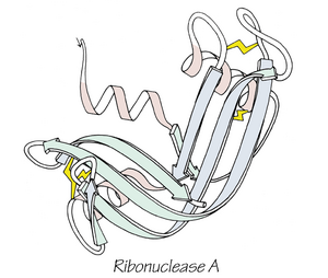 RibonucleaseA SS paleRib