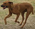 Ridgeback