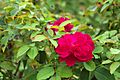 Rosa 'Darcey Bussell'