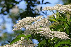 Sambucus nigra 2004 c.jpg