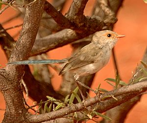 Splendid Fairywren female cunnamulla