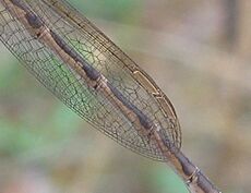 Sympecma wingtip