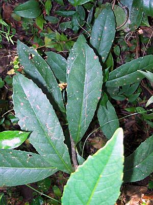 Symplocos thwaitesii Cattai Creek.jpg