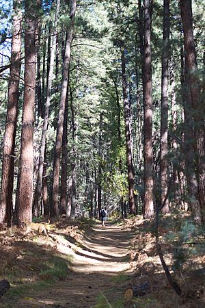 Trail up Pine Canyon, in the Tonto National Forest