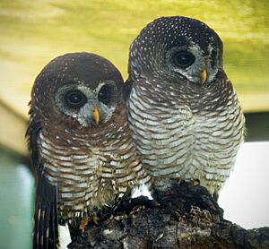 Two African Wood Owls (Strix woodfordii)