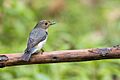 Ultramarine Flycatcher Female