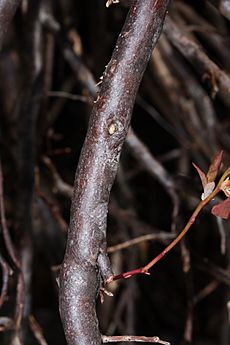 Vaccinium ovalifolium 6887