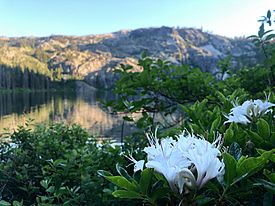 Western azalea Castle Lake CA