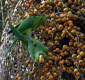 White-eyed Conure - Aratinga leucophthalma