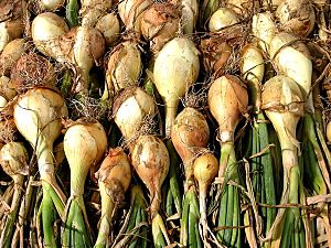 White onions drying.jpg