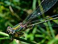 Willow Emerald Damselfly GT