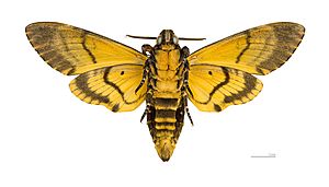 Acherontia atropos MHNT ventre.jpg