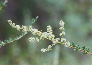 Adenostoma fasciculatum.jpg