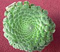 Aeonium tabuliforium 2