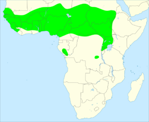 African grey woodpecker distribution map.svg