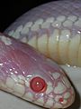 Albino California Kingsnake