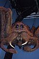 Aragog (7119116887)