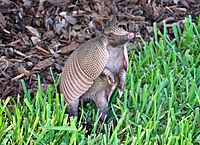 Armadillo-Florida-3000x2175 4.4MB-2009.jpg