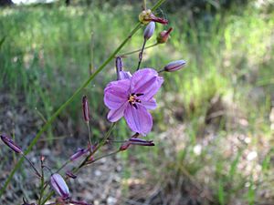 Arthropodium strictum.jpg