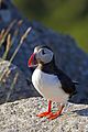 Atlantic Puffin