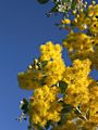 Australian Wattle