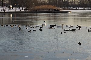 Baisley Pond (Queens) Waterfowl