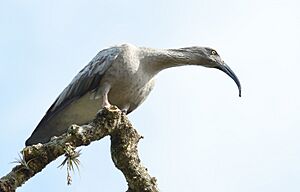 Bandurria-UY-Theristicus caerulescens.jpg