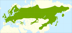 Betula pendula range.svg