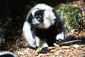 BlackandWhiteRuffedLemur CincinnatiZoo.jpg