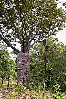 Boab - Katherine River