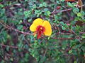 Bossiaea cordigera