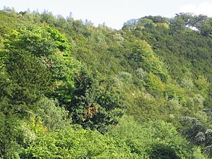 Boxhill surrey trees